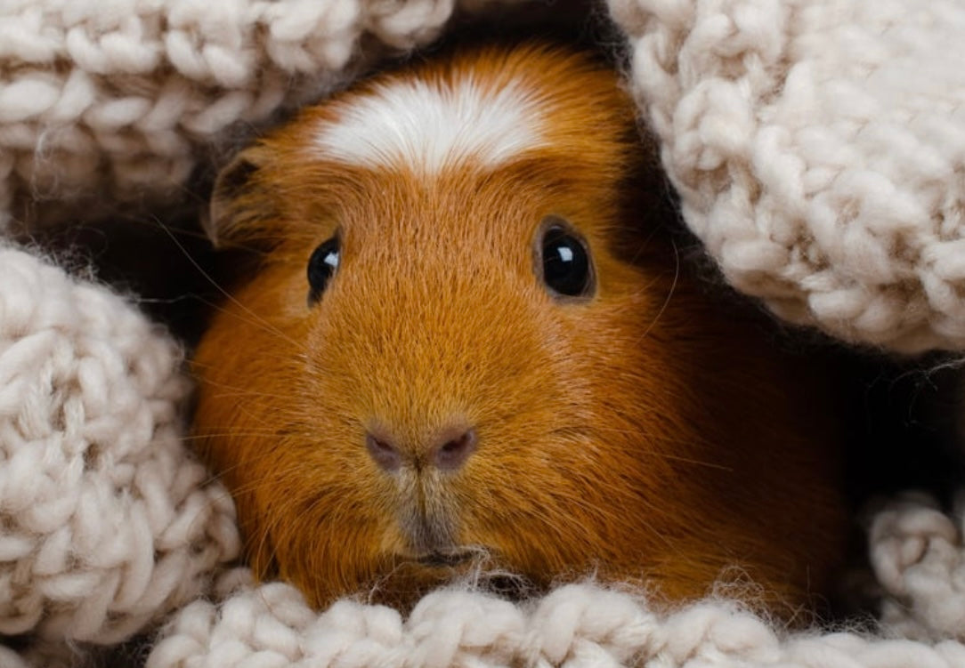 Lil' Critter: Corn Cobs & Peanuts