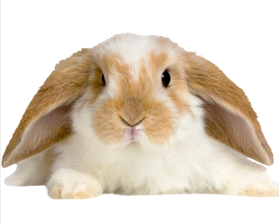 Lil' Critter:Seed Buffet