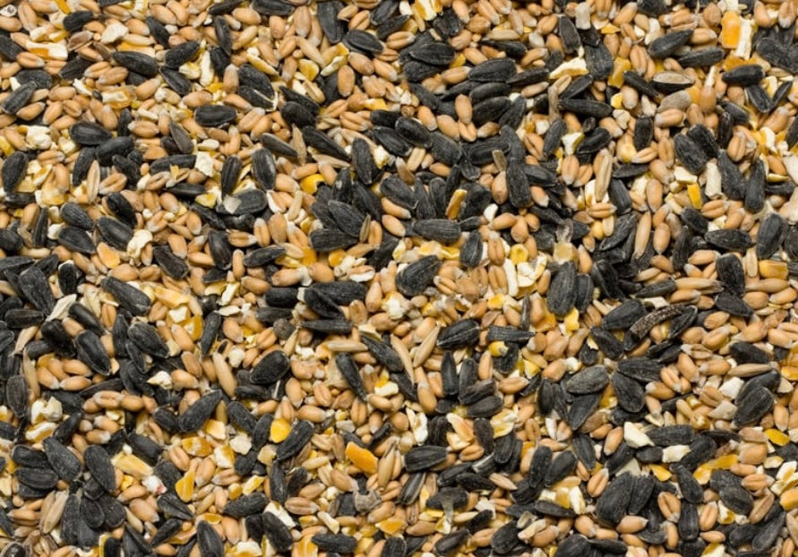 Lil' Critter:Seed Buffet